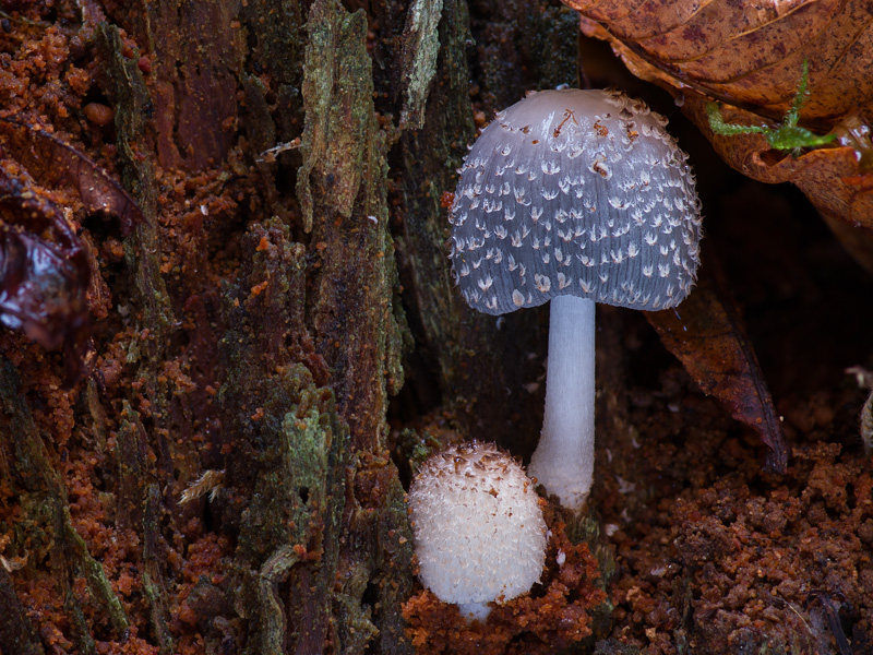 Coprinopsis spelaiophila